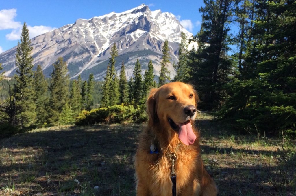 Pet Friendly Hotels and in Banff